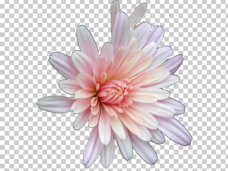 Chrysanthemum Marguerite Daisy Daisy Family Transvaal Daisy Aster PNG, Clipart, Argyranthemum, Aster, Chrysanthemum, Chrysanths, Cicek Free PNG Download