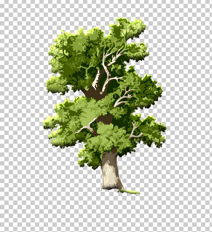 English Oak Tree Acorn Root PNG, Clipart, Acorn, Branch, Deciduous, English Oak, Flowerpot Free PNG Download