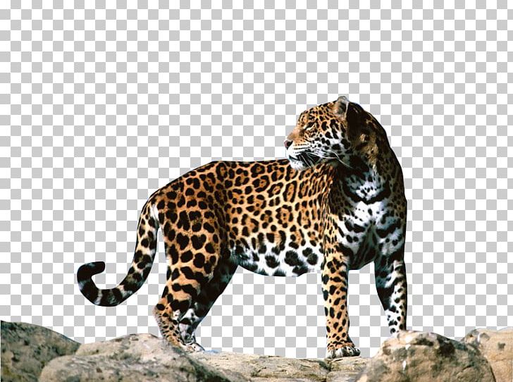 Leopard Jaguar F-Type Cheetah Animal PNG, Clipart, Animals, Bbcode, Big ...