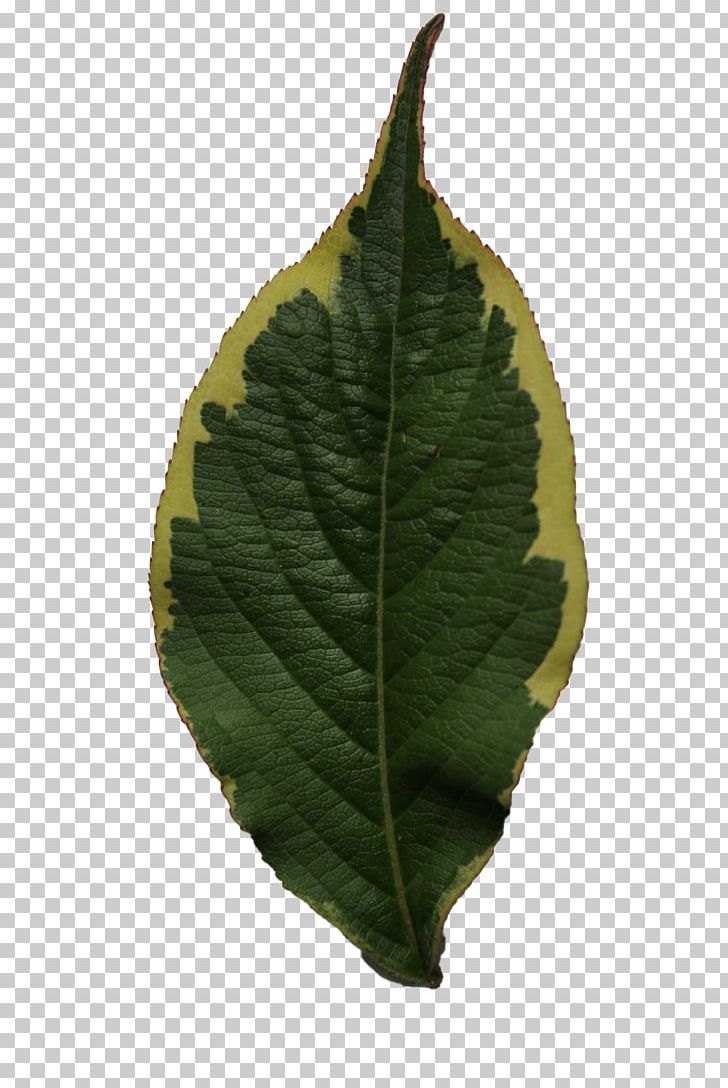 Plant Leaf Tree PNG, Clipart, Food Drinks, Leaf, Leaf Texture, Plant, Tree Free PNG Download