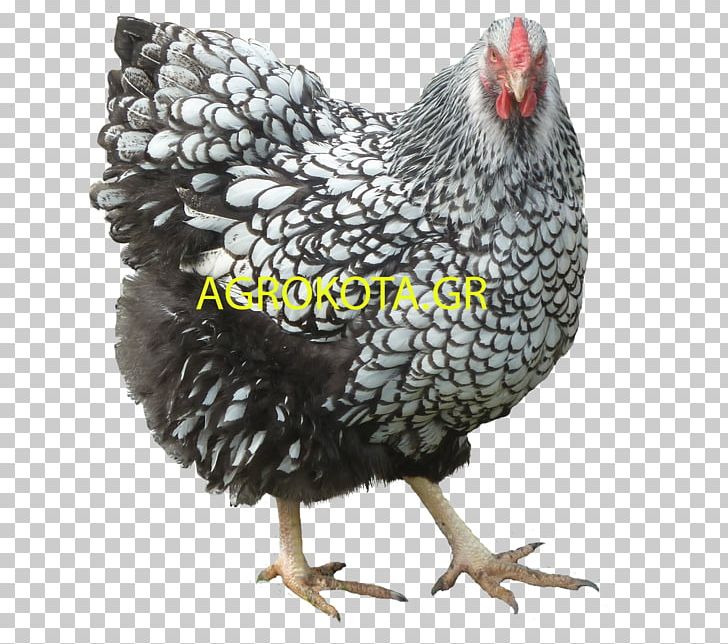 Rooster Australorp Orpington Chicken Poultry Breed PNG, Clipart, Australorp, Beak, Bird, Breed, Chicken Free PNG Download