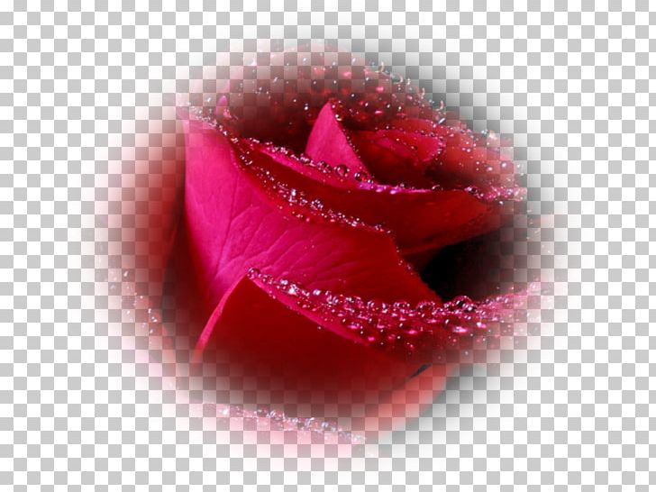 Rose Desktop Flower PNG, Clipart, Blog, Boya, Closeup, Desktop Wallpaper, Facebook Inc Free PNG Download