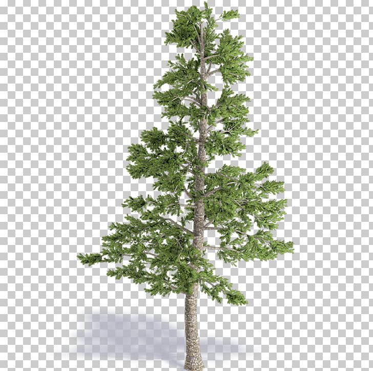 Spruce Pine Fir Larch Christmas Tree PNG, Clipart, Branch, Christmas Day, Christmas Tree, Conifer, Cupressus Free PNG Download