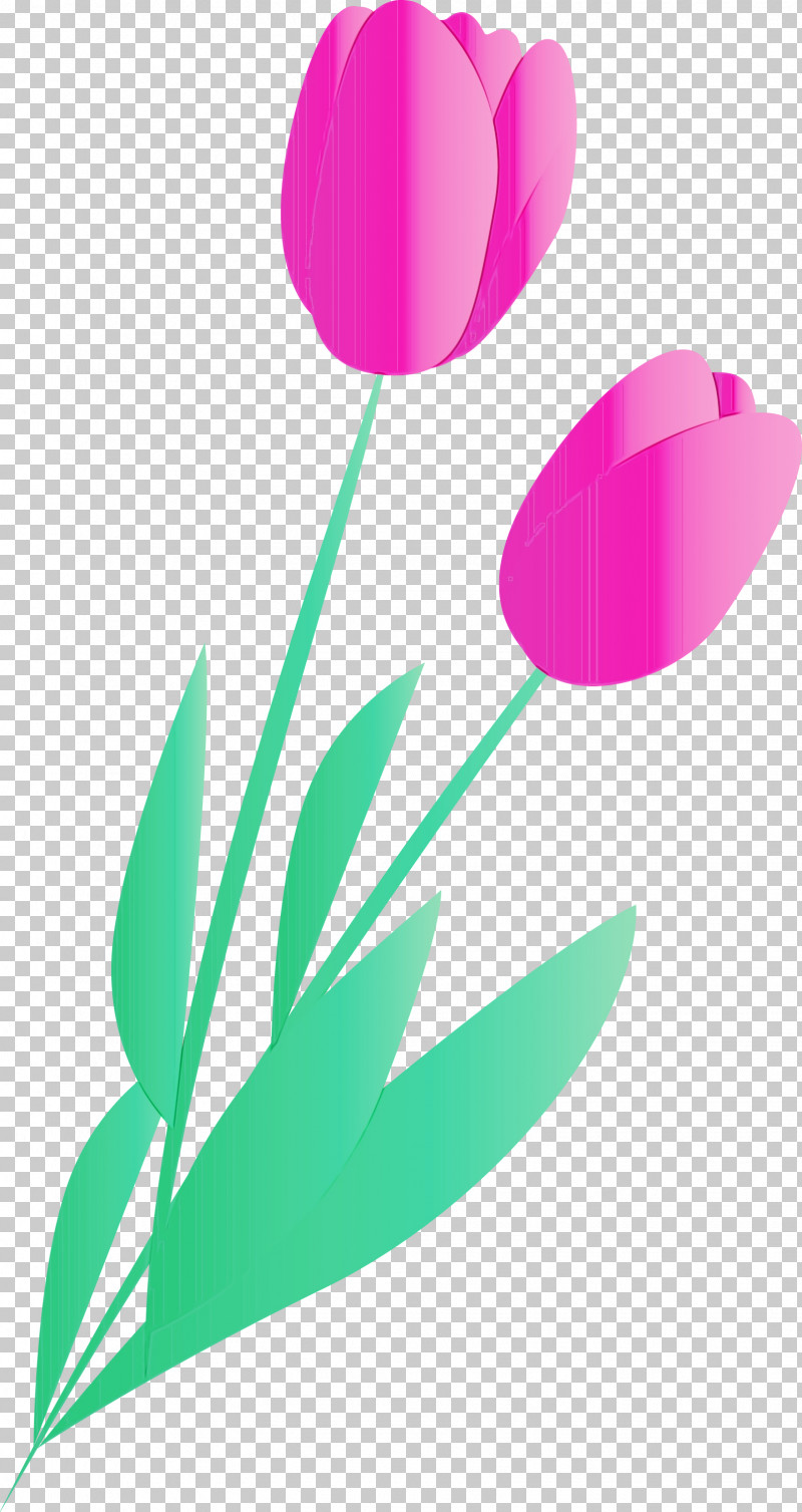 Tulip Flower Petal Plant Magenta PNG, Clipart, Flower, Lily Family, Magenta, Paint, Pedicel Free PNG Download