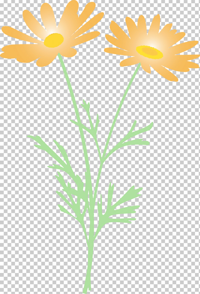 Daisy PNG, Clipart, Camomile, Chamomile, Cut Flowers, Daisy, English Marigold Free PNG Download