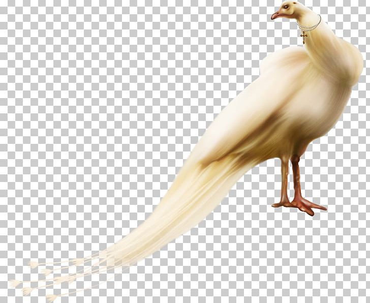 Bird PNG, Clipart, Animals, Beak, Bird, Brown, Brown Background Free PNG Download