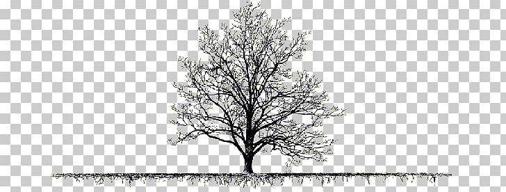 Drawing Trees Drawing Trees PNG, Clipart, Art, Artwork, Black And White, Branch, Christmas Tree Free PNG Download