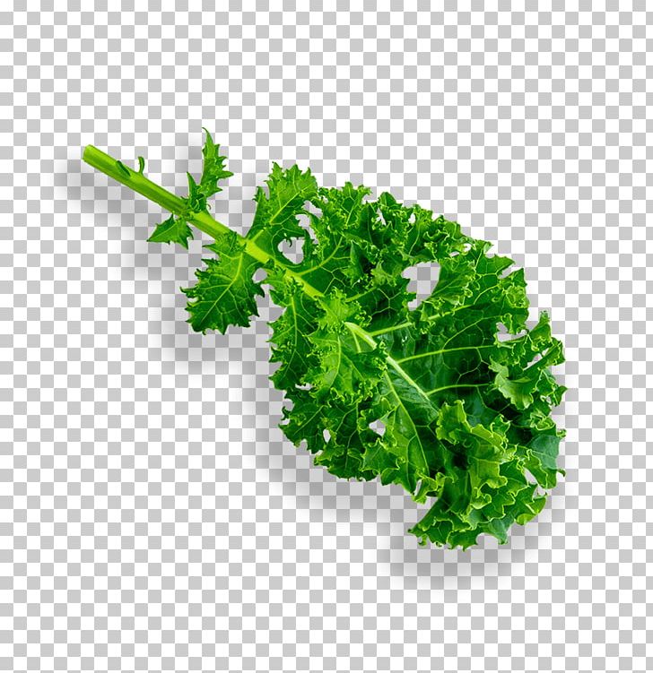 Parsley Lettuce Leaf Vegetable Hydroponics Grow Light PNG, Clipart, Food Drinks, Grow Light, Herb, Herbalism, Hydroponics Free PNG Download
