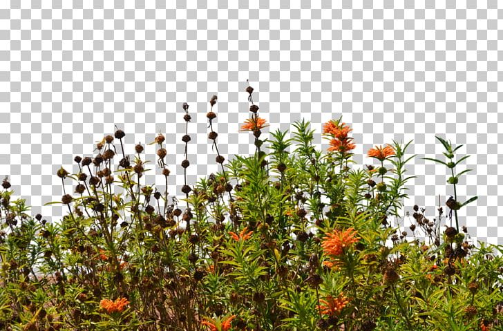 Wildflower Stock Photography PNG, Clipart, Architecture, Art, Bush, Deviantart, Digital Art Free PNG Download