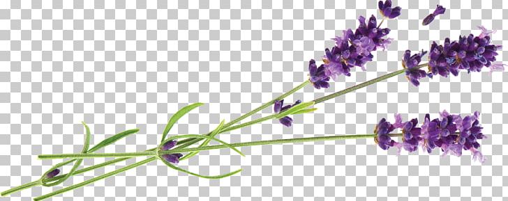 Hvar English Lavender Lavender Oil Essential Oil PNG, Clipart, Aroma Compound, Aromatherapy, Cut Flowers, English Lavender, Essential Oil Free PNG Download