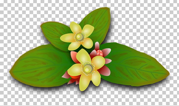 Perforate St John's-wort Plant Flower Herb PNG, Clipart, Dietary Supplement, Extract, Fennel, Flower, Food Drinks Free PNG Download