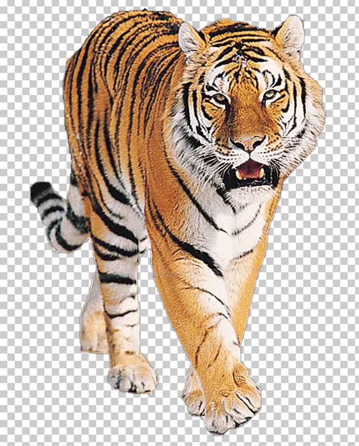 Siberian Tiger Bengal Tiger Big Cat Sumatran Tiger Lion PNG, Clipart, Animal, Animal Figure, Animals, Bear, Bengal Tiger Free PNG Download