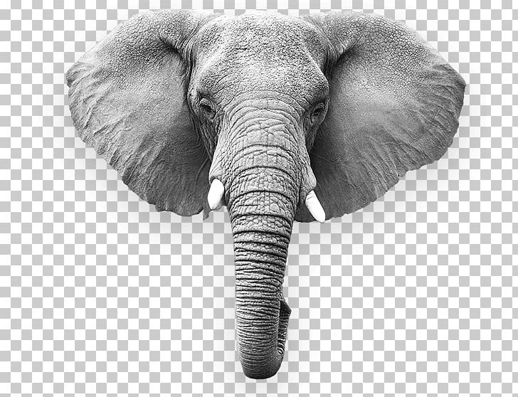 African Elephant Indian Elephant Megafauna Wildlife PNG, Clipart, Africa, Animal, Animals, Black And White, Elephant Free PNG Download