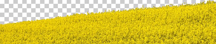 Crop Meadow Rapeseed Field Grasses PNG, Clipart, Agriculture, Clipart, Commodity, Crop, Field Free PNG Download