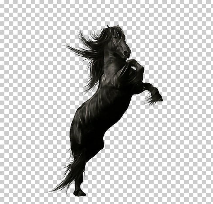 Friesian Horse Stallion Andalusian Horse Peruvian Paso Black PNG, Clipart, Animal, Black, Black And White, Cari, Cheval Free PNG Download