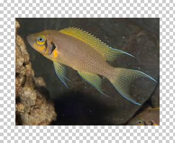 Lake Tanganyika Bony Fishes Neolamprologus Pulcher Fairy Cichlid PNG, Clipart, Animals, Aquarium, Aquariums, Bony Fish, Bony Fishes Free PNG Download