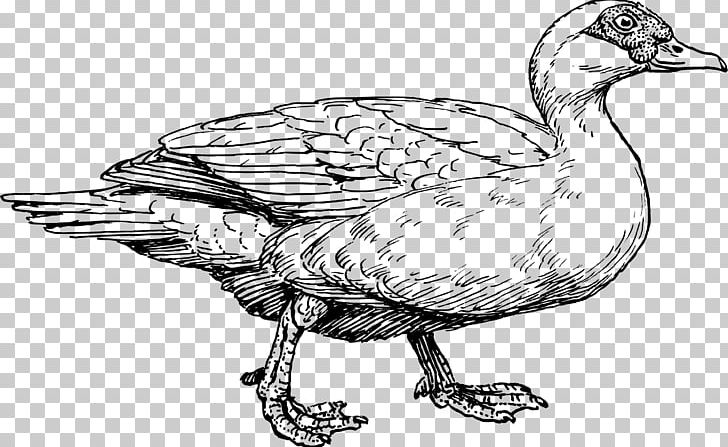 Muscovy Duck American Pekin Mallard Drawing PNG, Clipart, American Pekin, Animals, Artwork, Beak, Bird Free PNG Download