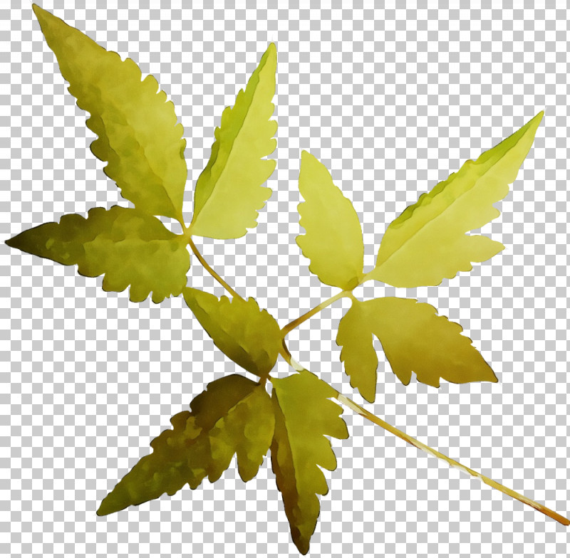 Twig Plant Stem Leaf Plants Plant Structure PNG, Clipart, Biology, Leaf, Paint, Plants, Plant Stem Free PNG Download
