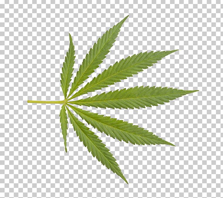 Cannabis Sativa Drug PNG, Clipart, 420 Day, Cannabis, Cannabis Sativa, Chillum, Computer Icons Free PNG Download