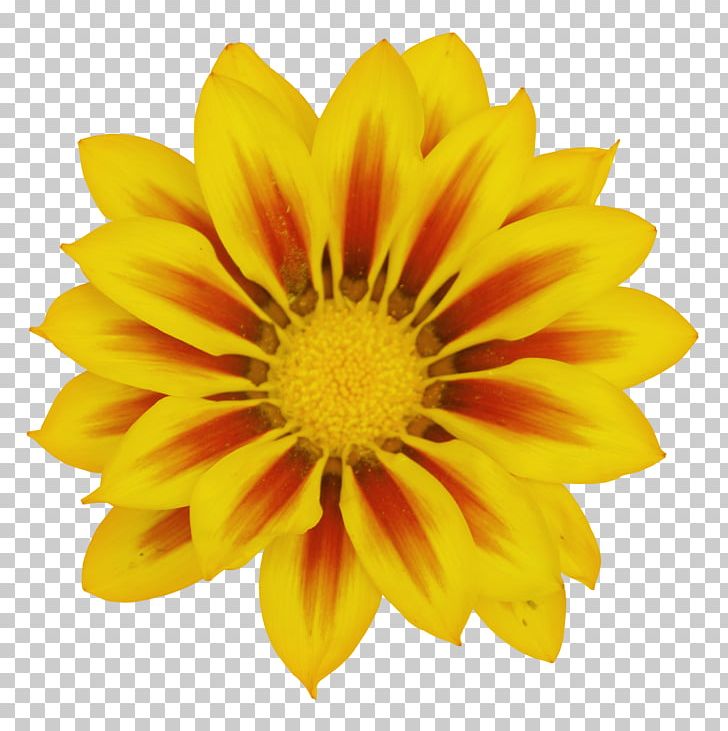 Common Daisy Transvaal Daisy Yellow Flower PNG, Clipart, Chrysanths, Common Daisy, Dahlia, Daisy Family, Flower Free PNG Download