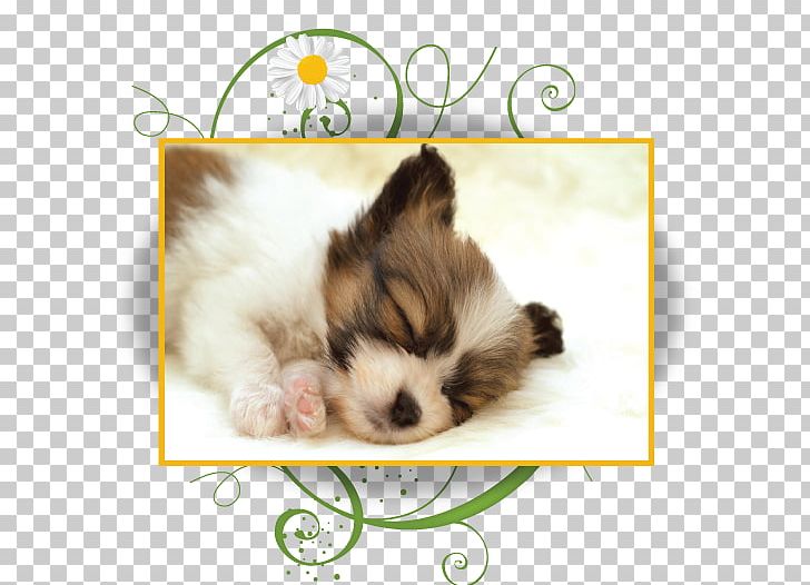 Papillon Dog Puppy French Bulldog Yorkshire Terrier PNG, Clipart, Animal, Bulldog, Carnivoran, Cat Like Mammal, Cuteness Free PNG Download