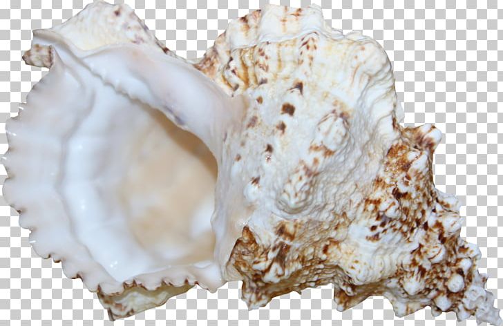 Sea Snail Conch PNG, Clipart, Albom, Clam, Clams Oysters Mussels And Scallops, Conchology, Download Free PNG Download