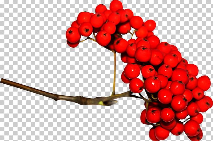 Sorbus Aucuparia Berry PNG, Clipart, Berry, Digital Image, Food, Fruit, Miscellaneous Free PNG Download