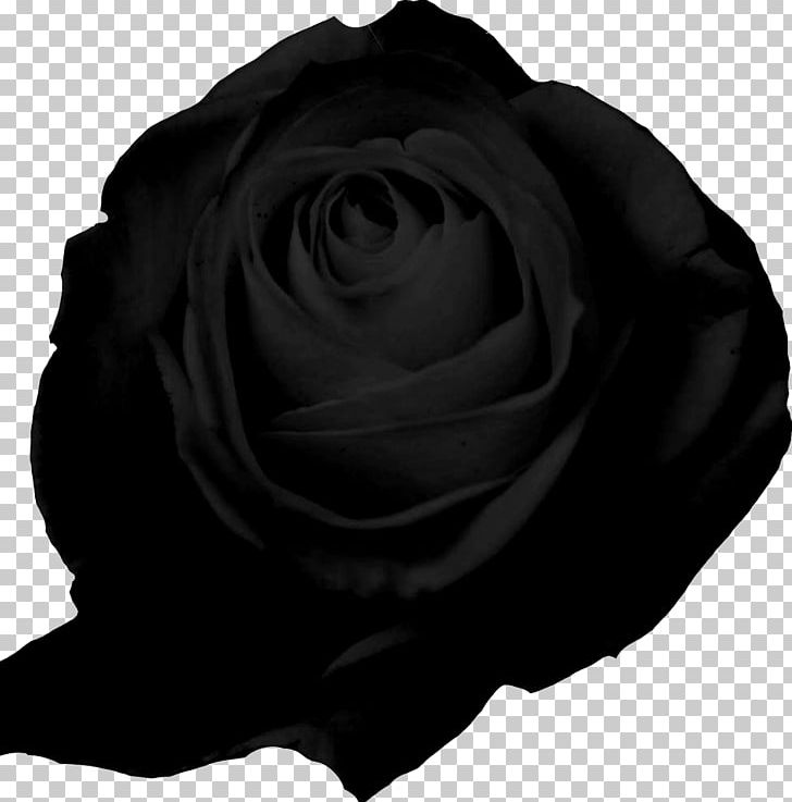 Garden Roses Editorial Lampreave PNG, Clipart, Background, Black, Black And White, Chus Lampreave, Editorial Free PNG Download