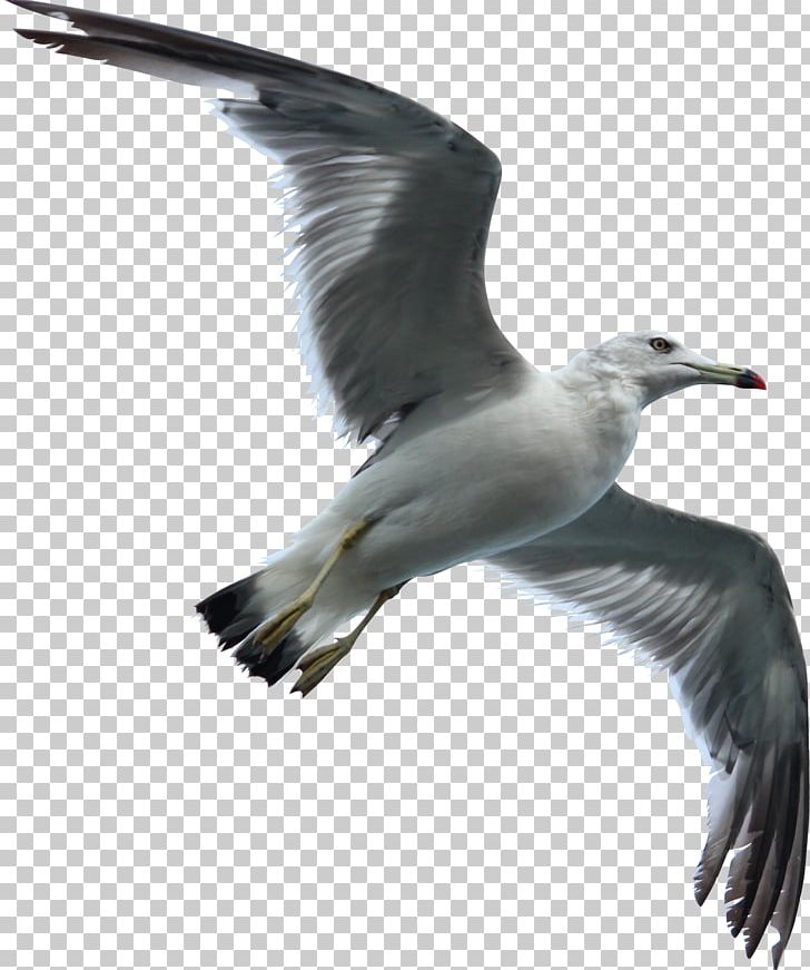 Gulls Bird Flight Bird Flight Sky PNG, Clipart, Albatross, Beak, Bird, Bird Flight, Birds Free PNG Download