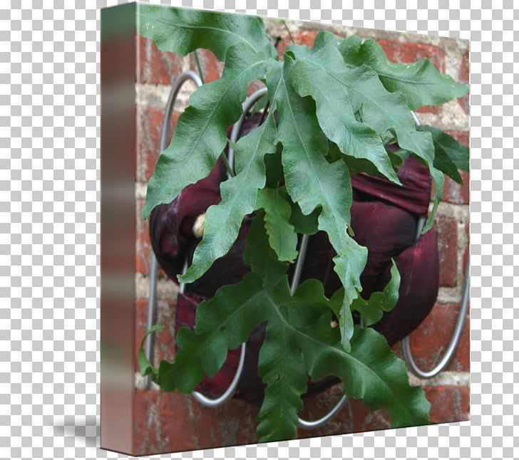 Leaf Vegetable Herb PNG, Clipart, Aquifoliaceae, Herb, Holly, Leaf, Leaf Vegetable Free PNG Download