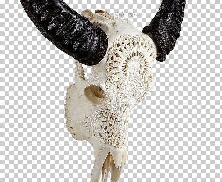Cattle Horn Animal Skulls Bone PNG, Clipart, American Bison, Animal, Animal Skulls, Antler, Bison Free PNG Download