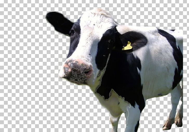 Holstein Friesian Cattle Hereford Cattle Farm Animals: Cows Dairy Farming PNG, Clipart, Cattle, Cattle Like Mammal, Cow, Cowcalf Operation, Cow Goat Family Free PNG Download
