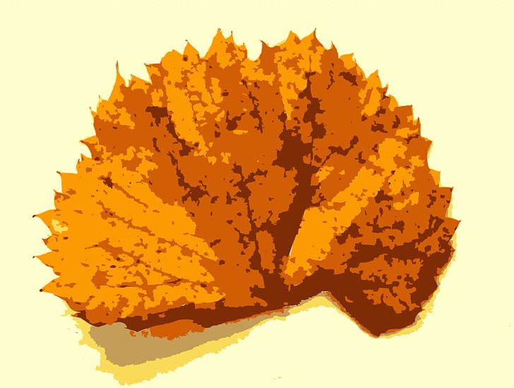 Missouri Autumn Tree Leaf PNG, Clipart, Amber Liu, Anthemis, Autumn, Autumn Leaves, Color Free PNG Download