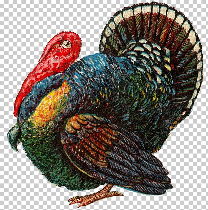 Thanksgiving Turkey Meat Vintage Clothing PNG, Clipart, Animals, Art, Beak, Bird, Chicken Free PNG Download