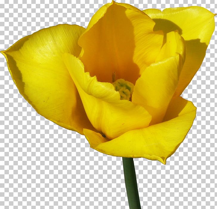 Tulip Flower PNG, Clipart, Bud, Color, Cut Flowers, Desktop Wallpaper, Flower Free PNG Download