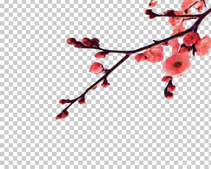 Chinese New Year Plum PNG, Clipart, Branch, Branches, Chinese, Chinese New Year, Encapsulated Postscript Free PNG Download