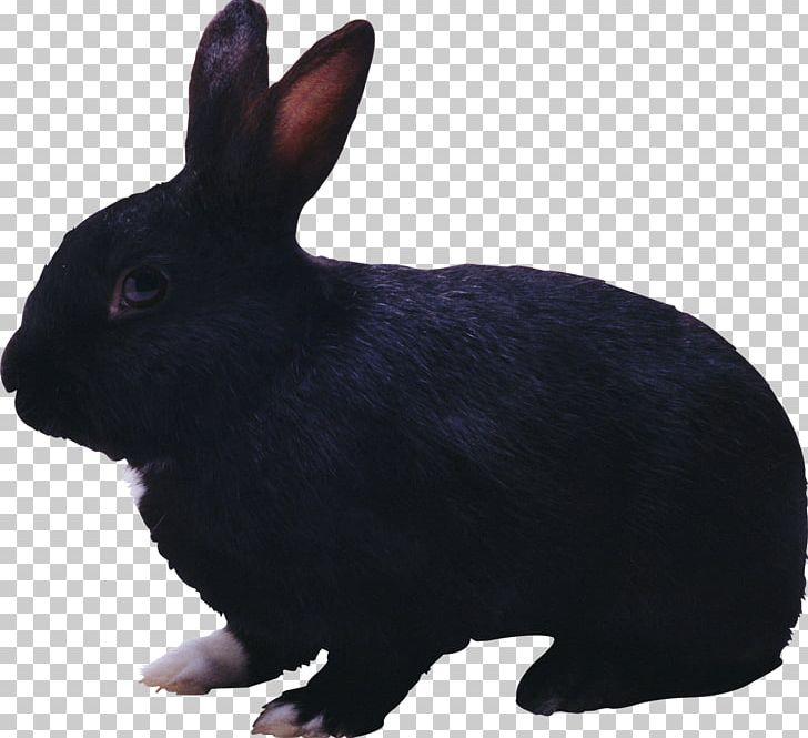 Cottontail Rabbit PNG, Clipart, Animal, Animals, Black, Computer Icons, Cottontail Rabbit Free PNG Download