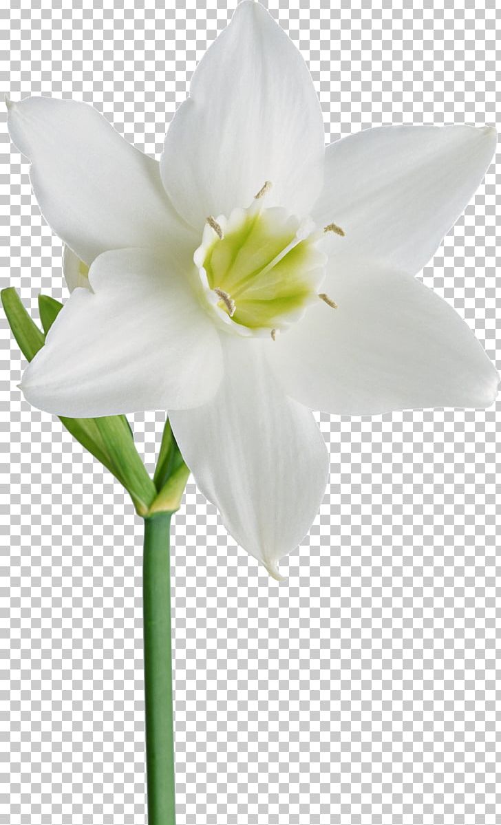 Flower Daffodil Albom PNG, Clipart, Albom, Amaryllis Belladonna, Amaryllis Family, Cut Flowers, Daffodil Free PNG Download