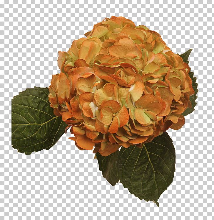 Hydrangea Flowers Gallery Orange Red Cut Flowers PNG, Clipart, Amethyst, Art Museum, Cornales, Cut Flowers, Flower Free PNG Download