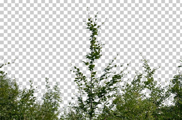 Shrub PNG, Clipart, Art, Baby, Bild, Blue, Branch Free PNG Download