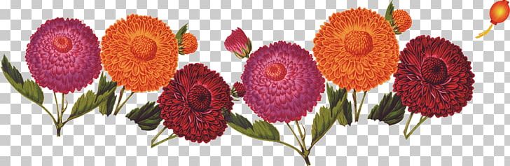 Double Ninth Festival Cornus Mas Chrysanthemum Floral Design PNG, Clipart, Art, Chrysanthemum, Chrysanthemum Chrysanthemum, Chrysanthemum Flowers, Chrysanthemums Free PNG Download