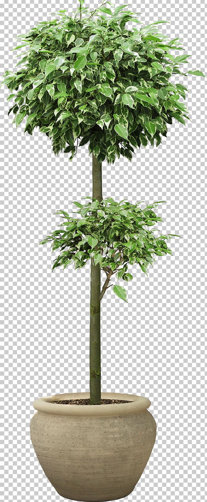 Houseplant Tree PNG, Clipart, Download, Evergreen, Fiddleleaf Fig, Flowerpot, Houseplant Free PNG Download