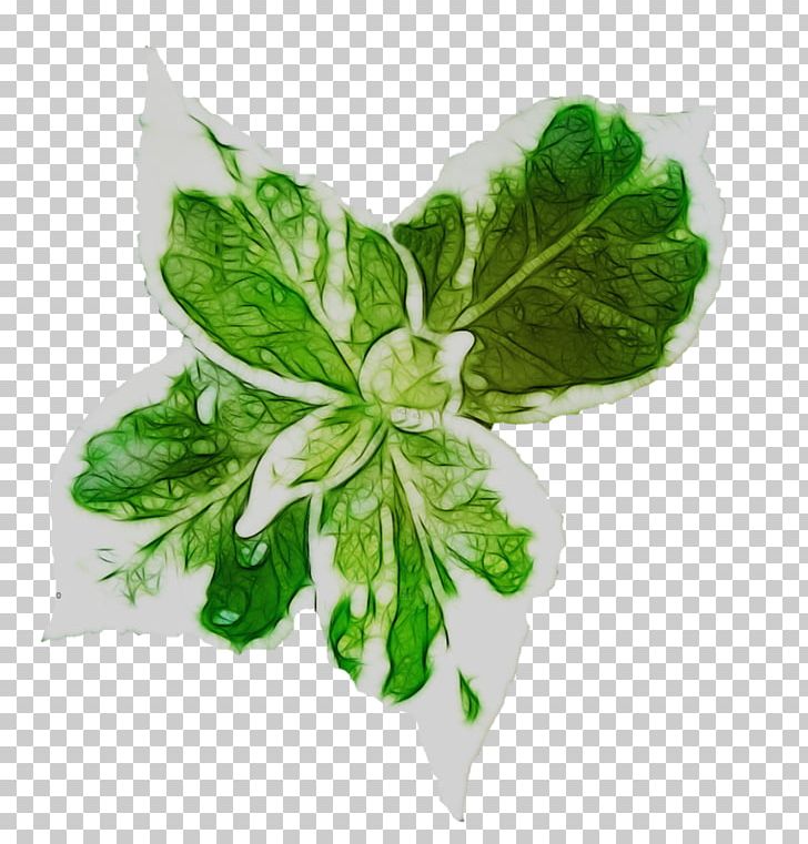 Leaf Vegetable Herb PNG, Clipart, Herb, Leaf, Leaf Vegetable, Plant, Yaben El Halal Free PNG Download