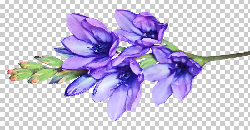 Cut Flowers Hyacinth Petal Viola Flower PNG, Clipart, Cut Flowers, Flower, Hyacinth, Petal, Viola Free PNG Download