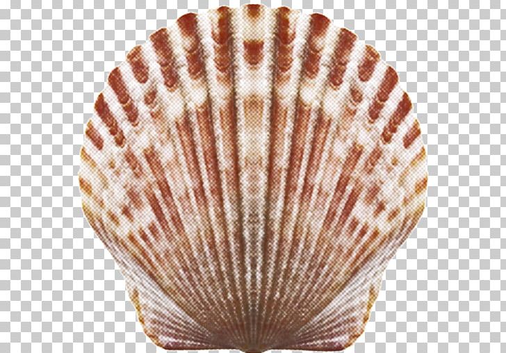 Cockle Seashell PNG, Clipart, Animals, App, Bake, Chowder, Clam Free PNG Download