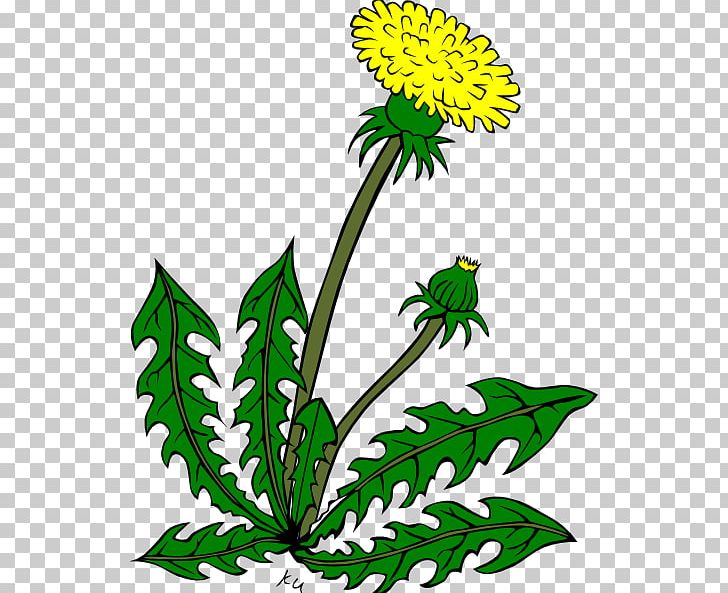 Common Dandelion PNG, Clipart, Artwork, Black And White, Cartoon, Chrysanths, Dandelion Free PNG Download