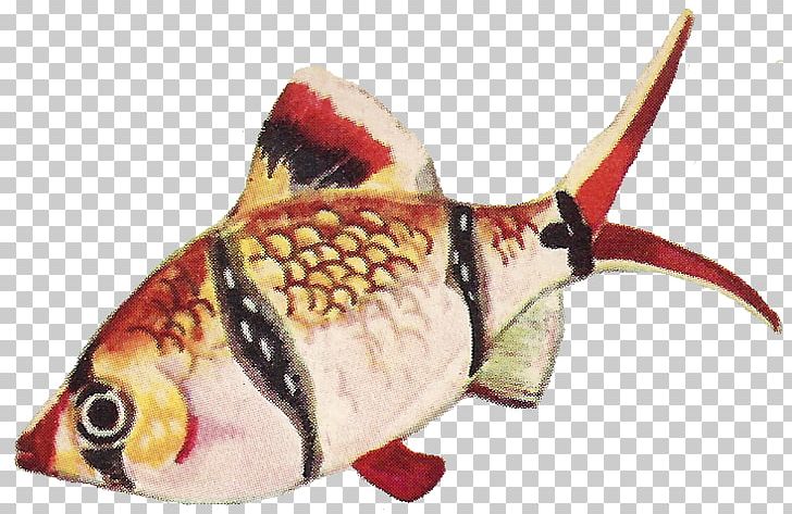 Fauna Fish PNG, Clipart, Animal Figure, Animal Source Foods, Fauna, Fish, Seafood Free PNG Download