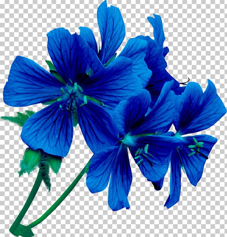 Flower Blue Rose Violet PNG, Clipart, Blue, Blue Rose, Cobalt Blue, Color, Flower Free PNG Download