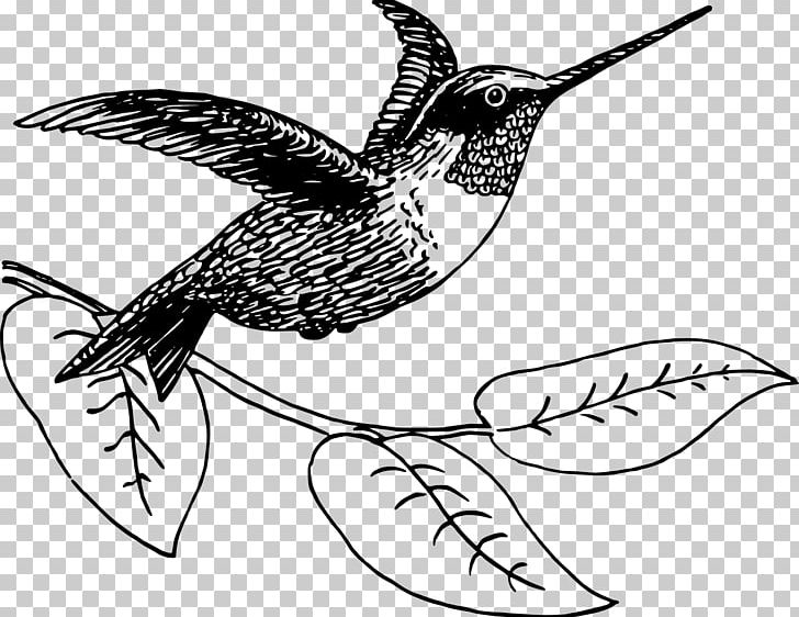 Hummingbird Drawing PNG, Clipart, Animals, Art, Artwork, Beak, Bird Free PNG Download