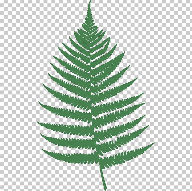 Fern Leaf Burknar PNG, Clipart, Art, Barnsley Fern, Burknar, Christmas Tree, Conifer Free PNG Download